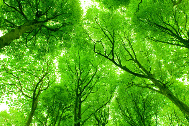 Forest, bois Brittany, France